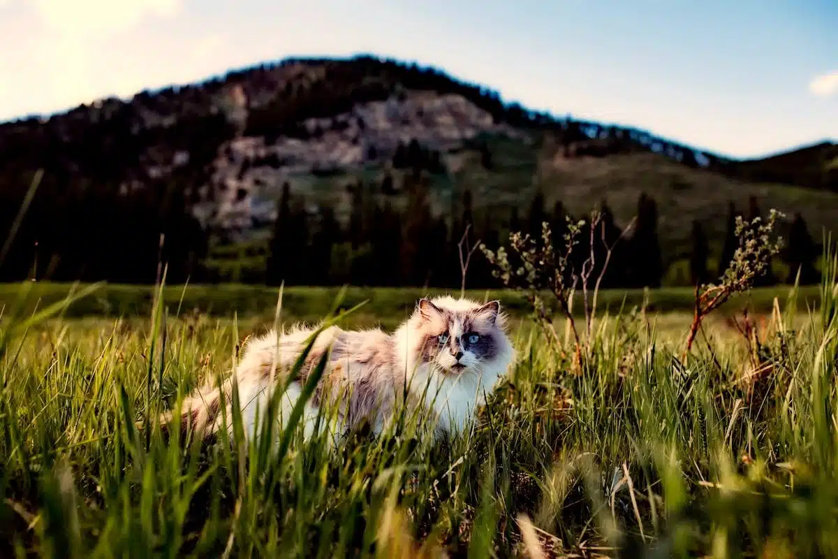voyage  animaux