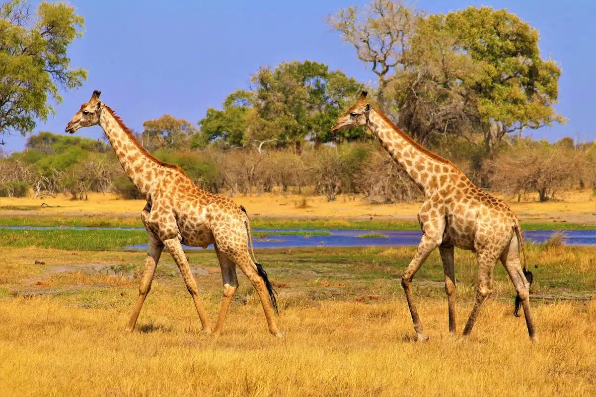 safari afrique